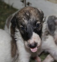 /album/puppies-b/p-burak-2-jpg1/